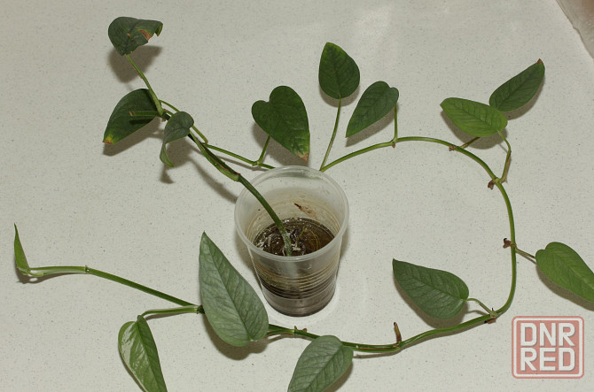 Монстера Сильвер Лиф (Monstera Silver Leaf) Донецк - изображение 1