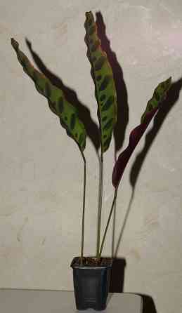 Калатея лансифолия Донецк