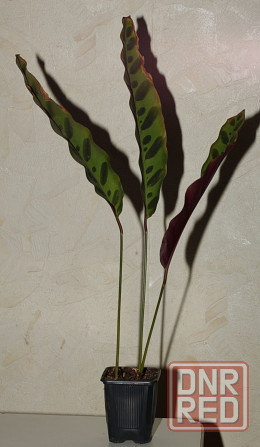 Калатея лансифолия Донецк - изображение 1