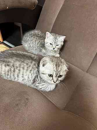 Продам шотландских котят Донецк