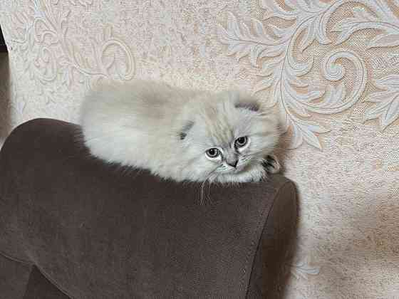 Продам шотландских котят Донецк