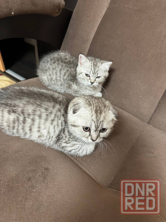 Продам шотландских котят Донецк - изображение 4