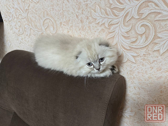 Продам шотландских котят Донецк - изображение 2