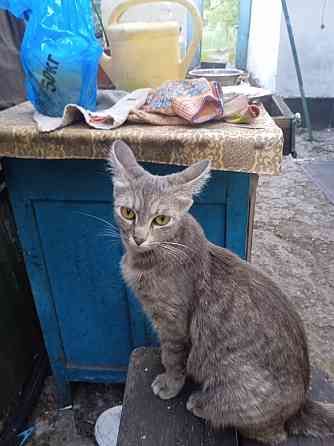 Котята в хорошие руки Макеевка