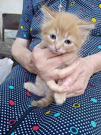 Котята в хорошие руки Макеевка