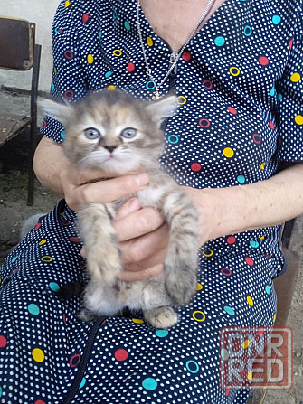 Котята в хорошие руки Макеевка - изображение 1