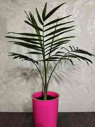 Хамедорея Донецк