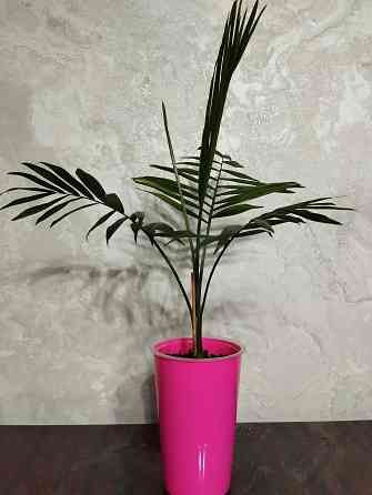 Хамедорея Донецк