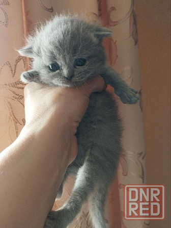 Чистокровные британские котята Донецк - изображение 2