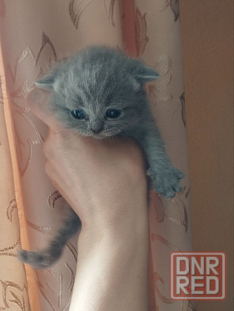 Чистокровные британские котята Донецк - изображение 1