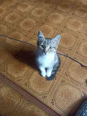 Отдам котенка Макеевка