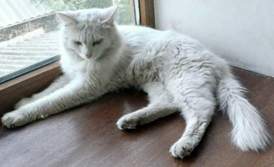 Отдам кота (1 год) Донецк