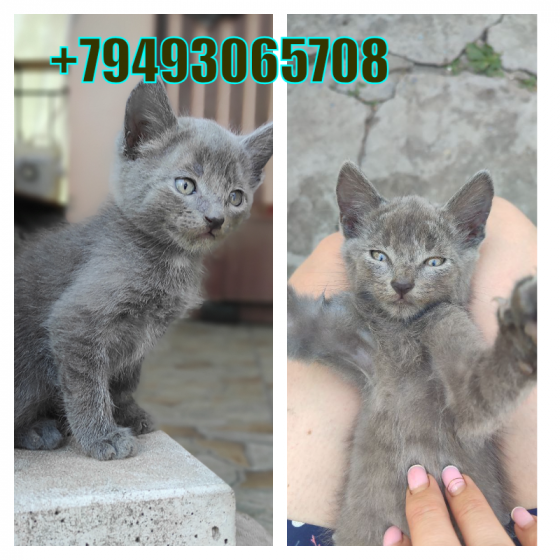 Отдам котенка Донецк
