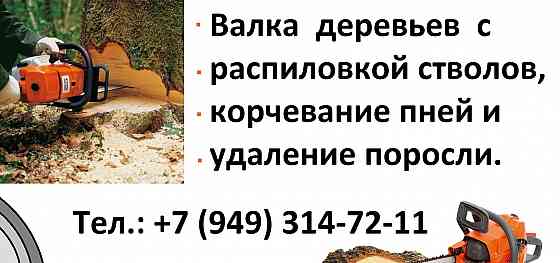 Валка деревьев. Донецк