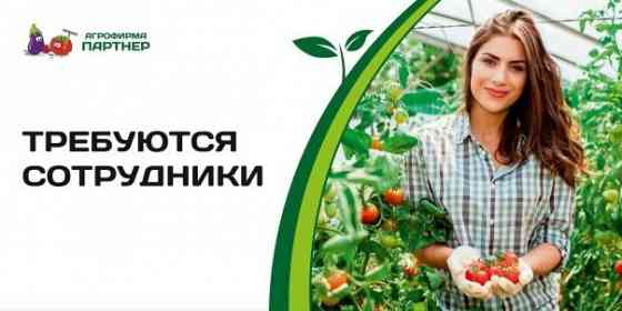 Требуются рабочие теплицы Макеевка