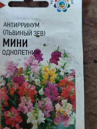 Рассада цветов катарантус, львиный зев, сальвия, цинерария Донецк
