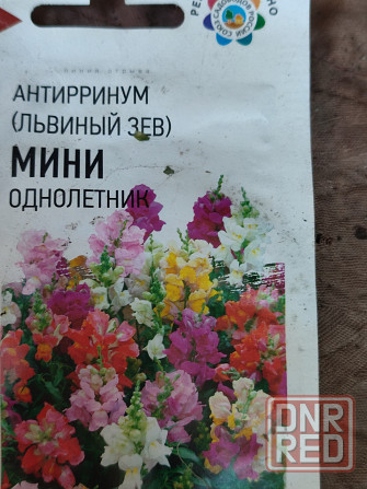 Рассада цветов катарантус, львиный зев, сальвия, цинерария Донецк - изображение 6
