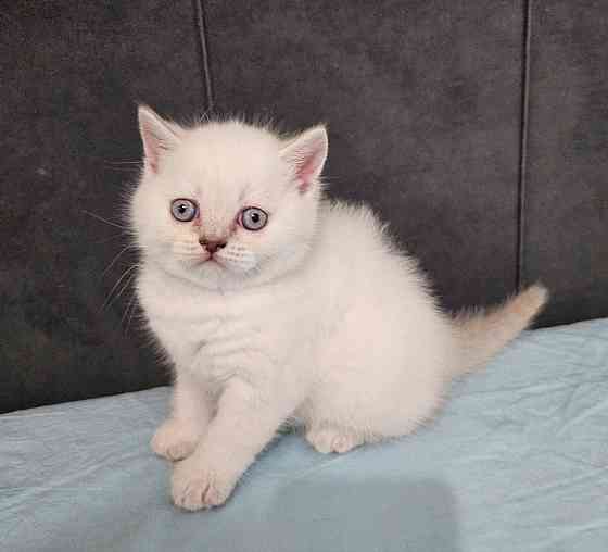 Шотландский котенок Донецк