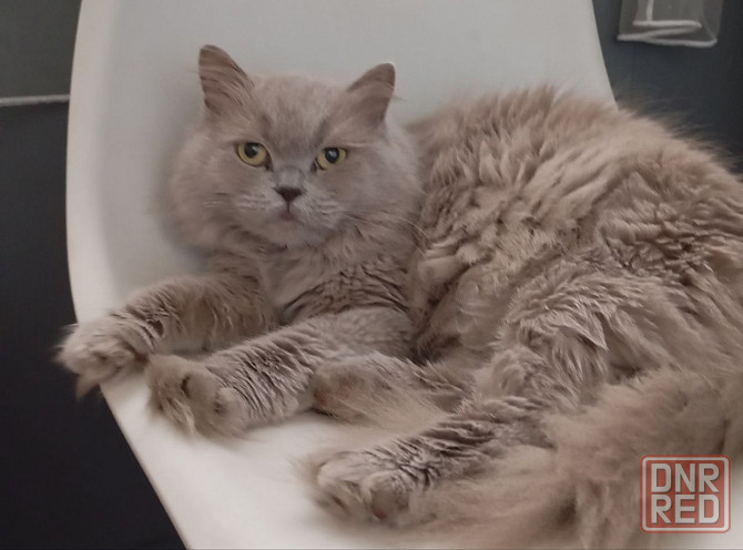 Шотландский котенок Донецк - изображение 5
