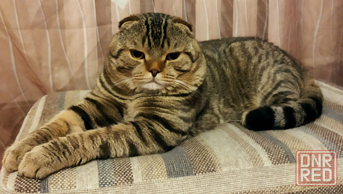 Шотландский котенок Донецк - изображение 4