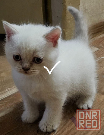 Шотландский котенок Донецк - изображение 3
