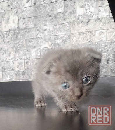 Шотландский вислоухий котенок мальчик Макеевка - изображение 1