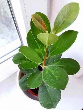 Фикус формоза Кокетка Макеевка