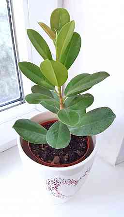 Фикус формоза Кокетка Макеевка