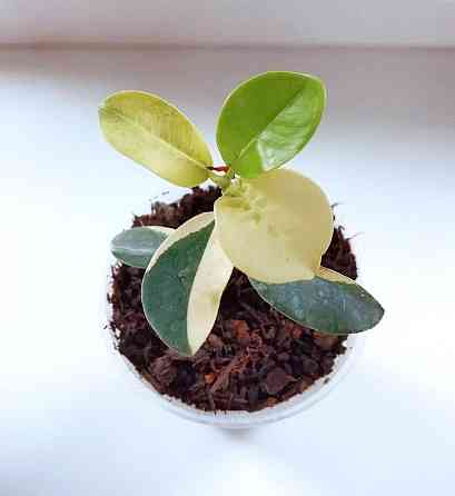 Фикус Ficus Green Island var Макеевка