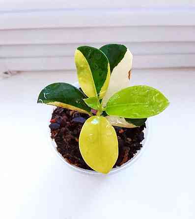 Фикус Ficus Green Island var Макеевка