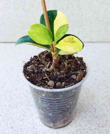 Фикус Ficus Green Island var Макеевка