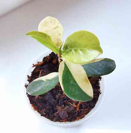 Фикус Ficus Green Island var Макеевка