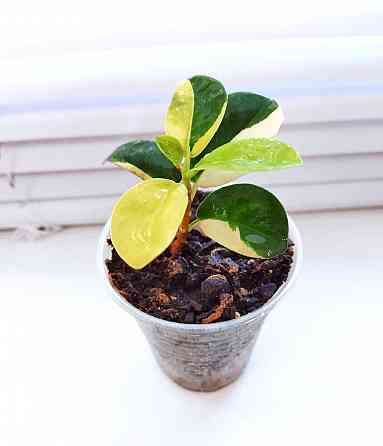 Фикус Ficus Green Island var Макеевка