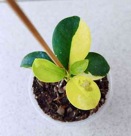 Фикус Ficus Green Island var Макеевка
