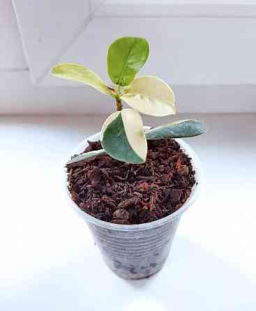 Фикус Ficus Green Island var Макеевка