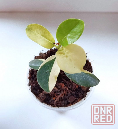 Фикус Ficus Green Island var Макеевка - изображение 2