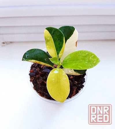 Фикус Ficus Green Island var Макеевка - изображение 3