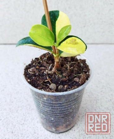 Фикус Ficus Green Island var Макеевка - изображение 3