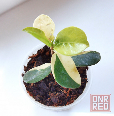 Фикус Ficus Green Island var Макеевка - изображение 2