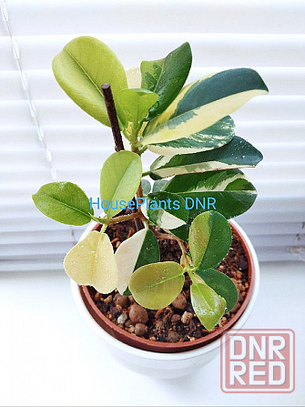 Фикус Ficus Green Island var Макеевка - изображение 1