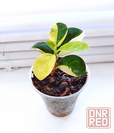 Фикус Ficus Green Island var Макеевка - изображение 2