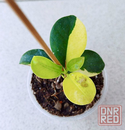 Фикус Ficus Green Island var Макеевка - изображение 2
