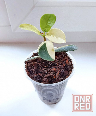 Фикус Ficus Green Island var Макеевка - изображение 3