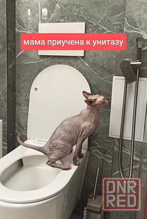 Сфинкс Эльф Луганск - изображение 8