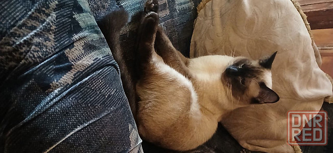 Срочно! Акция! Макеевка - изображение 8