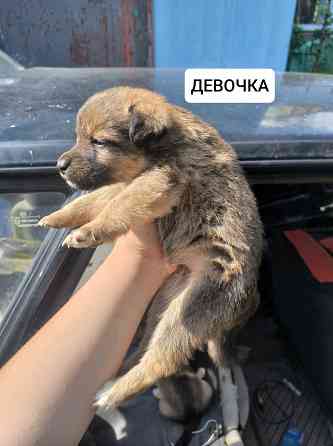 Щенки бесплатно Донецк