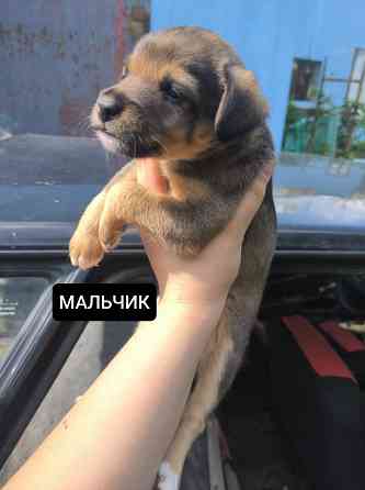 Щенки бесплатно Донецк