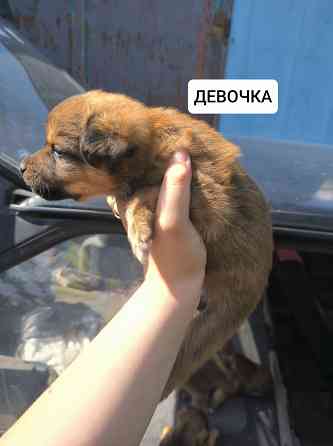 Щенки бесплатно Донецк