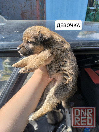 Щенки бесплатно Донецк - изображение 3