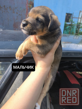 Щенки бесплатно Донецк - изображение 2